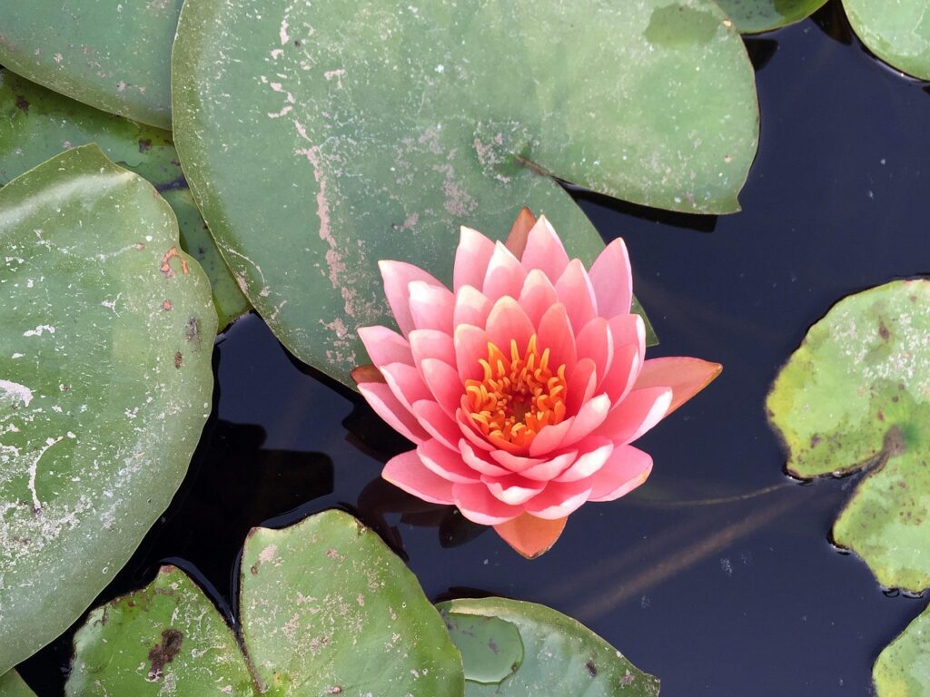 flower, water lily, bloom, blossom, nature, botany, aquatic, lumbini, plant, landscape, lumbini, lumbini, lumbini, lumbini, lumbini
