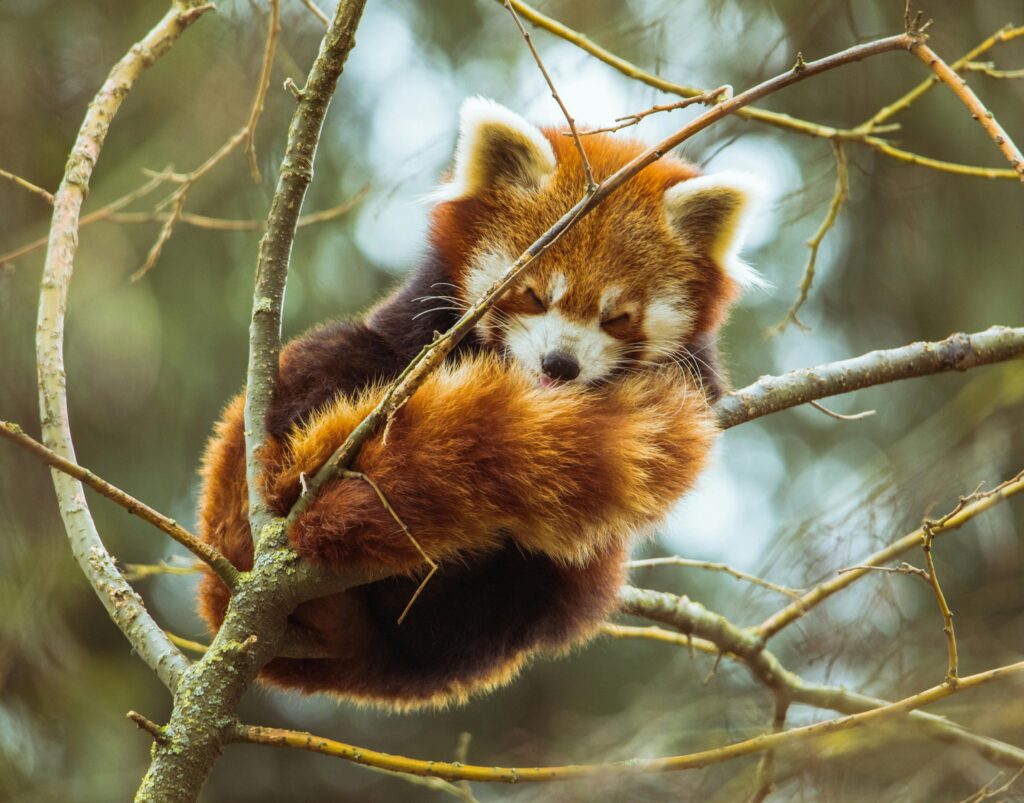 Cute red panda resting comfortably on a tree branch, showcasing its natural habitat and behavior.
