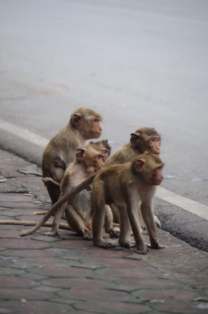 monkeys, family, nature, animals, thailand
