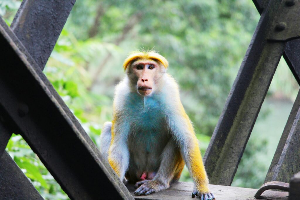 Toque macaque sits on a bridge in Dambulla, Sri Lanka, surrounded by lush foliage.