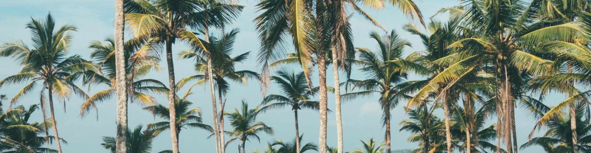 Man walking amidst coconut palms by the ocean in Mirissa, Sri Lanka, embodying tropical paradise vibes.